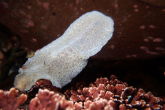Kaburakia excelsa