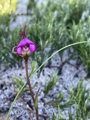 Disperis capensis