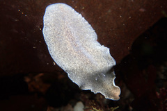 Kaburakia excelsa