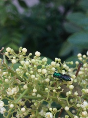 Temnosoma