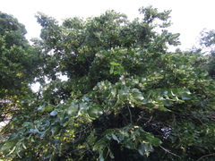 Tilia americana caroliniana