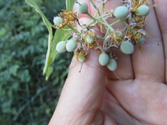 Tilia americana caroliniana