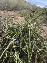 Cissus quadrangularis