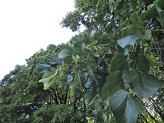 Tilia americana caroliniana