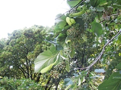 Tilia americana caroliniana
