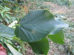 Tilia americana caroliniana