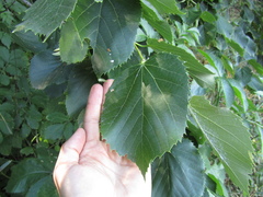 Tilia americana caroliniana