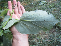 Tilia americana caroliniana