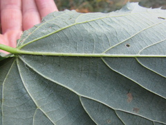 Tilia americana caroliniana