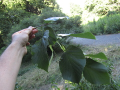 Tilia americana caroliniana