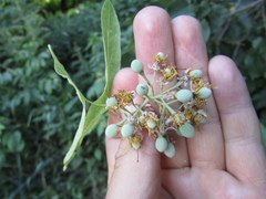 Tilia americana caroliniana