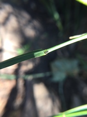 Coleomegilla maculata