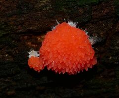 Tubifera ferruginosa acutissima