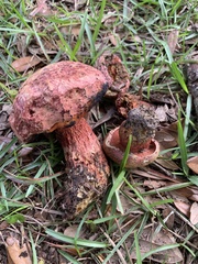 Exsudoporus floridanus