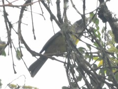 Cnemoscopus rubrirostris