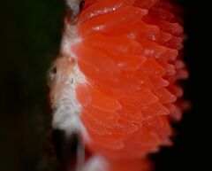 Tubifera ferruginosa acutissima