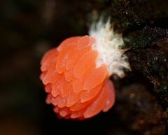 Tubifera ferruginosa acutissima