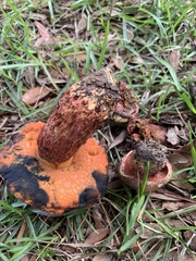 Exsudoporus floridanus