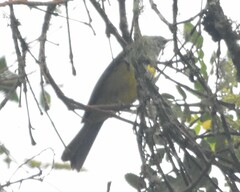 Cnemoscopus rubrirostris