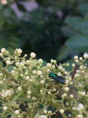 Temnosoma