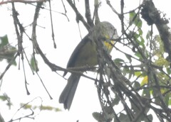 Cnemoscopus rubrirostris