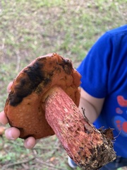 Exsudoporus floridanus