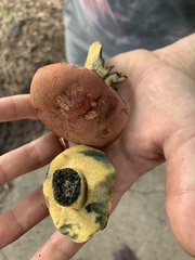 Exsudoporus floridanus