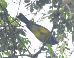 Cnemoscopus rubrirostris