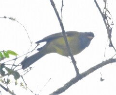 Cnemoscopus rubrirostris