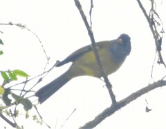 Cnemoscopus rubrirostris