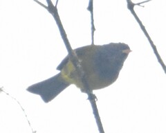 Cnemoscopus rubrirostris