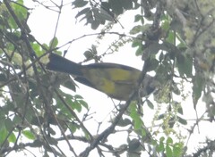 Cnemoscopus rubrirostris