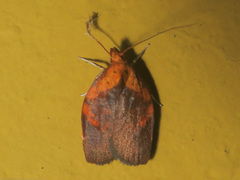 Gonionota