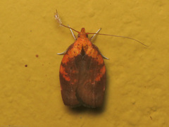 Gonionota