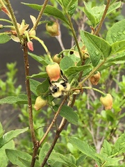 Bombus sylvicola