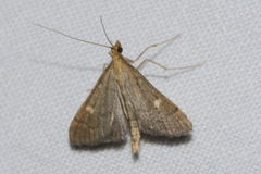 Dolicharthria punctalis