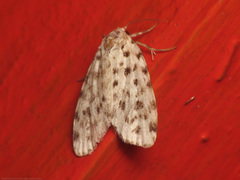 Clemensia leopardina