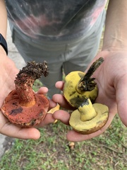 Exsudoporus floridanus