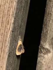 Glaphyria fulminalis