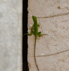 Ctenosaura pectinata