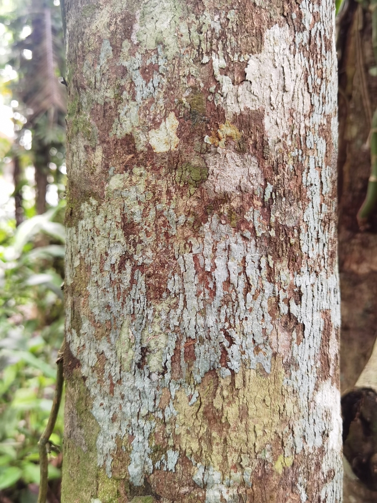 Grias cauliflora from Talamanca, CR-LI, CR on July 16, 2022 at 08:33 AM ...