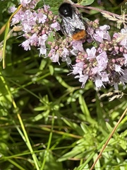Bombus lapidarius