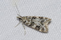 Eudonia delunella