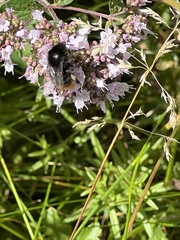 Bombus lapidarius