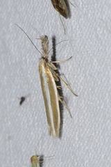 Pleurota aristella
