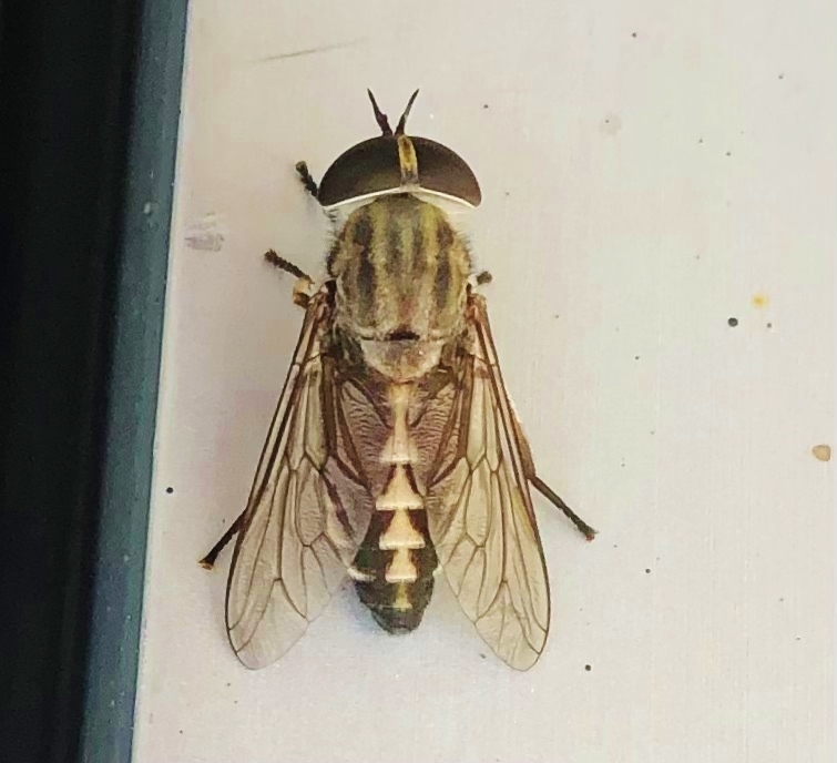 Tabanus petiolatus