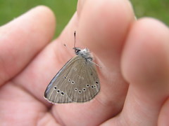 Glaucopsyche lygdamus