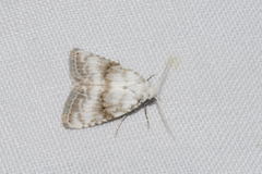 Meganola albula