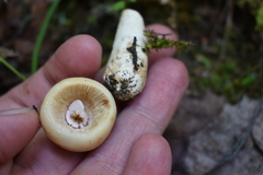 Russula grata