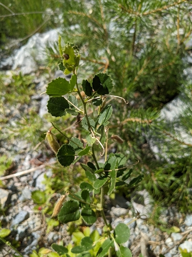 Image of Ononis rotundifolia by (c) Denis Bastianelli, some rights reserved (CC BY)